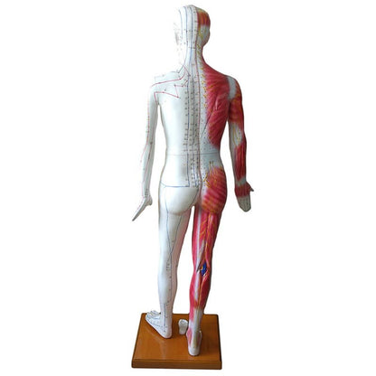 Life-size Acupuncture Model Medvana UK