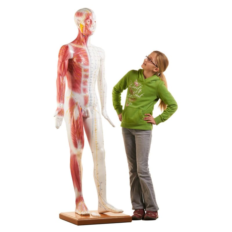 Life-size Acupuncture Model Medvana UK