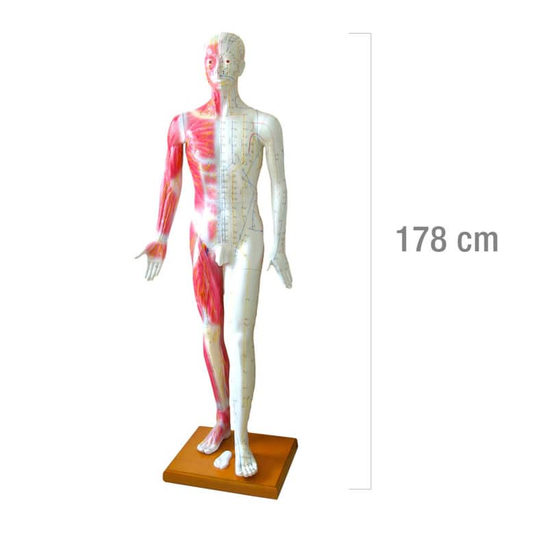 Life-size Acupuncture Model Medvana UK