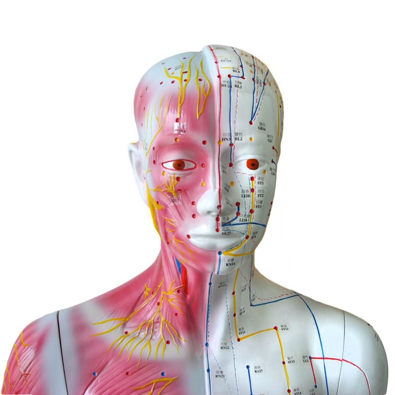 Life-size Acupuncture Model Medvana UK