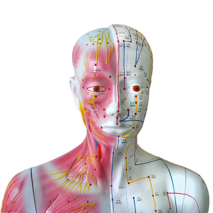 Life-size Acupuncture Model Medvana UK