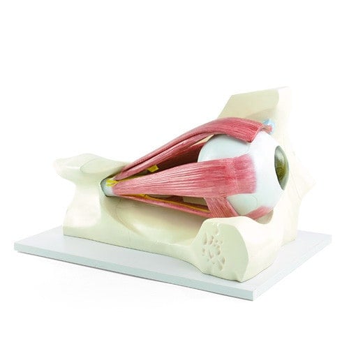 Model of the Eye Muscles Medvana UK