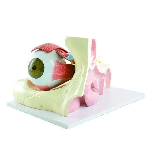 Model of the Eye Muscles Medvana UK