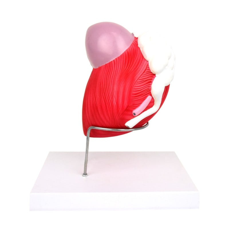 Anatomical Model of the Male Bladder Medvana UK