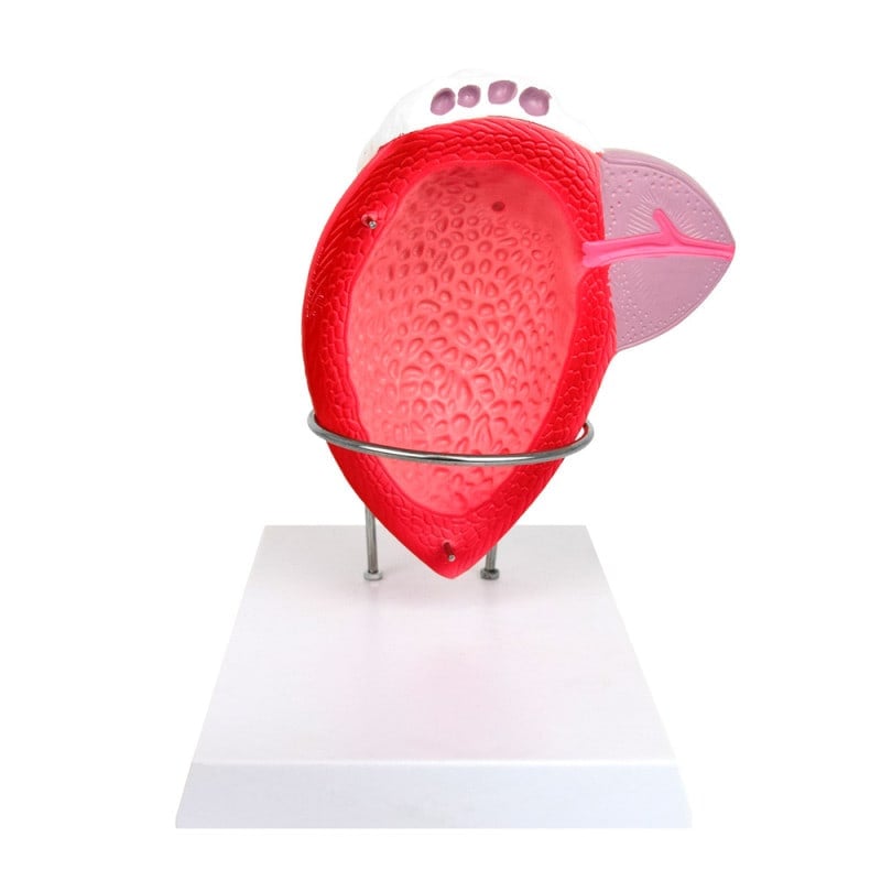 Anatomical Model of the Male Bladder Medvana UK