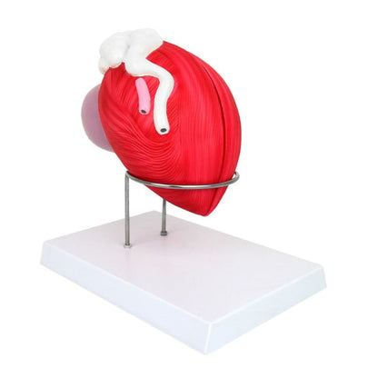 Anatomical Model of the Male Bladder Medvana UK