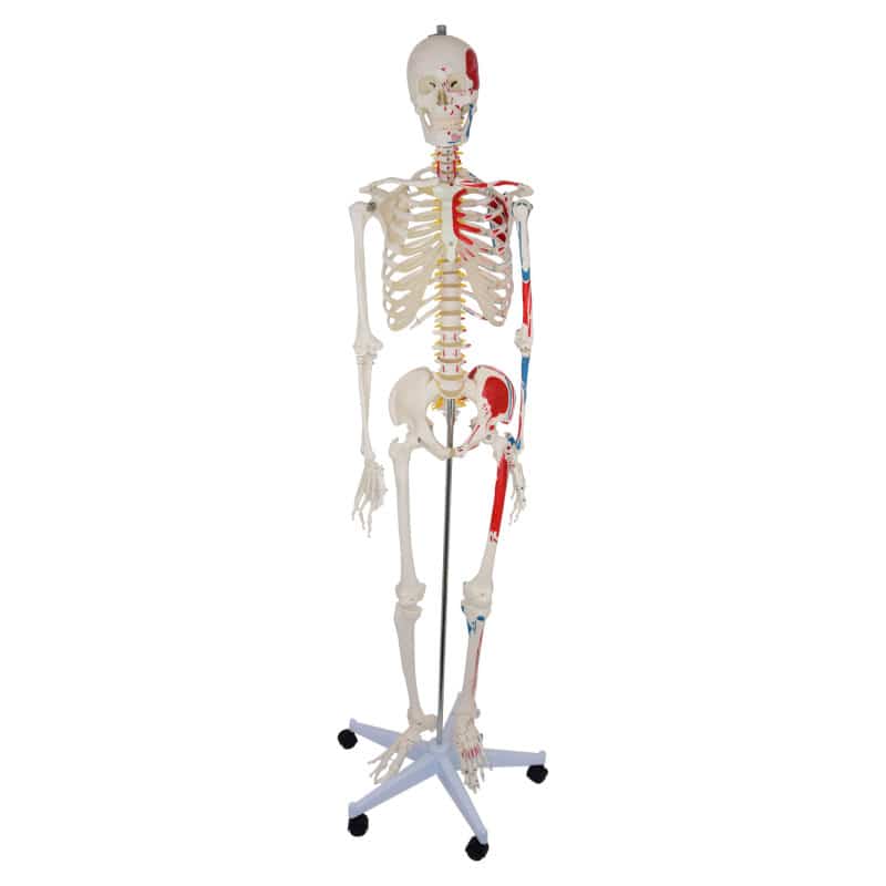Skeleton Model with Painted Musculature Medvana UK