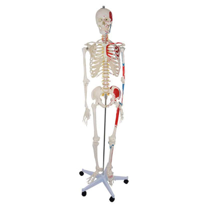 Skeleton Model with Painted Musculature Medvana UK