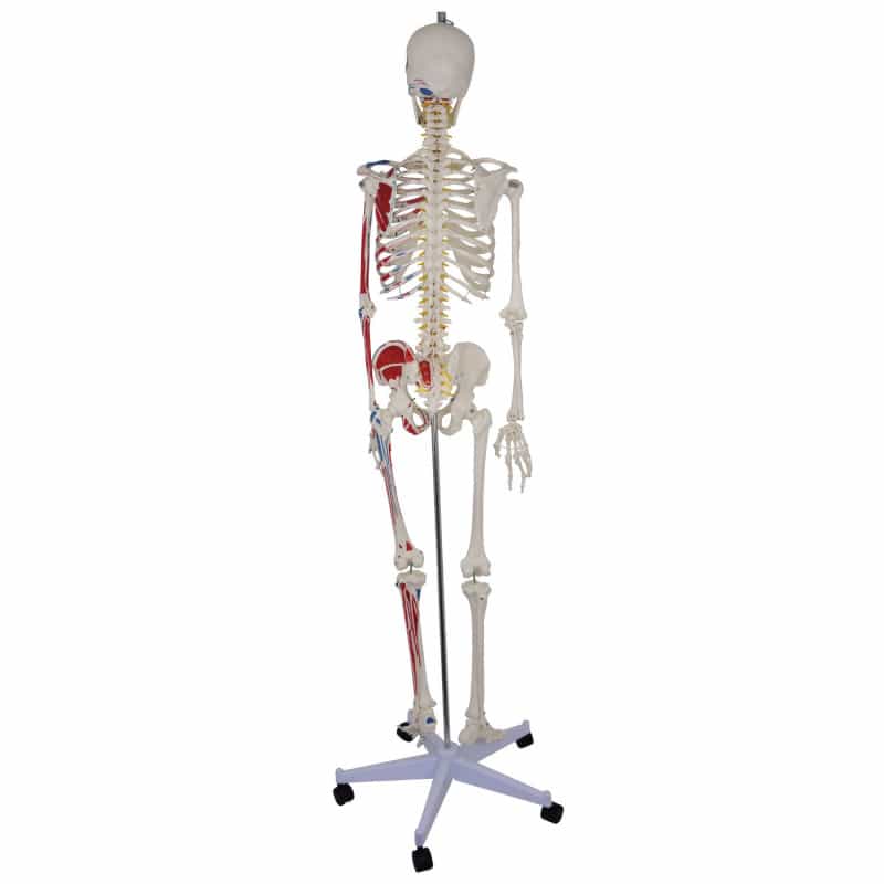 Skeleton Model with Painted Musculature Medvana UK