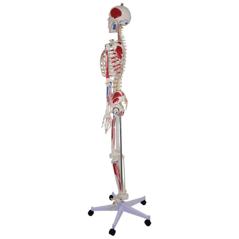 Skeleton Model with Painted Musculature Medvana UK
