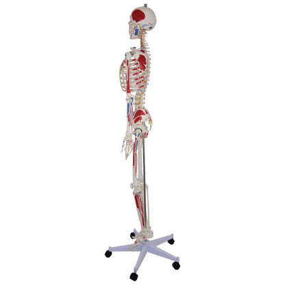 Skeleton Model with Painted Musculature Medvana UK