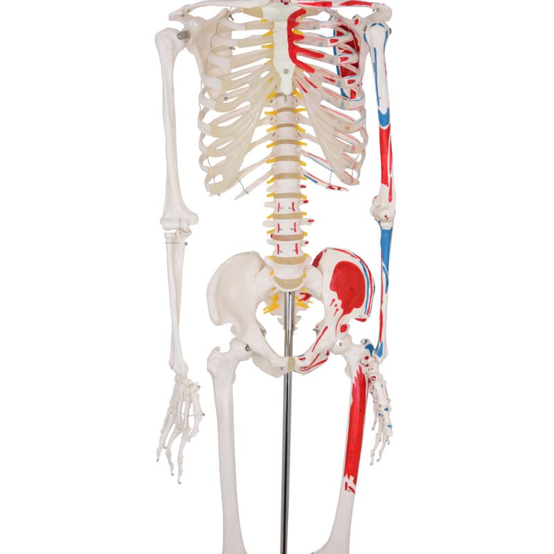 Skeleton Model with Painted Musculature Medvana UK