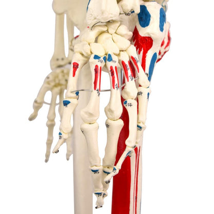 Skeleton Model with Painted Musculature Medvana UK