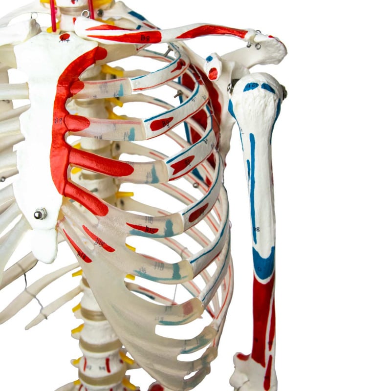 Skeleton Model with Painted Musculature Medvana UK