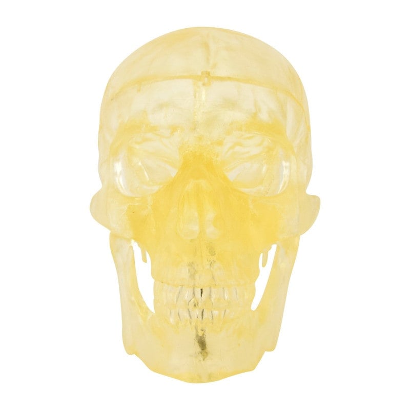 Transparent Skull Model Medvana UK