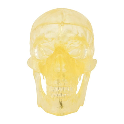 Transparent Skull Model Medvana UK