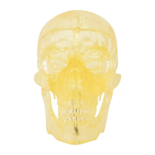 Transparent Skull Model Medvana UK