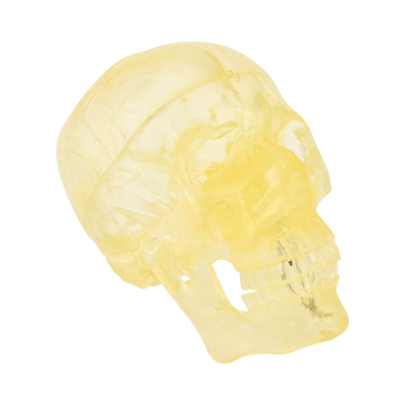 Transparent Skull Model Medvana UK