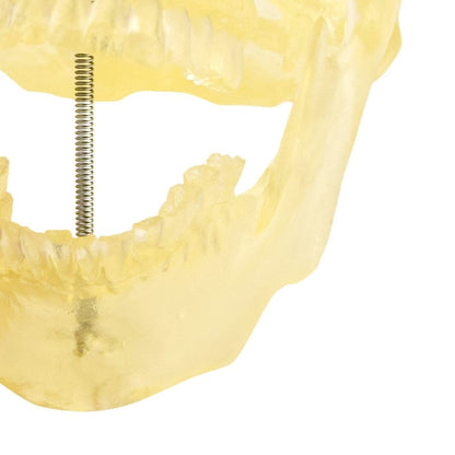 Transparent Skull Model Medvana UK