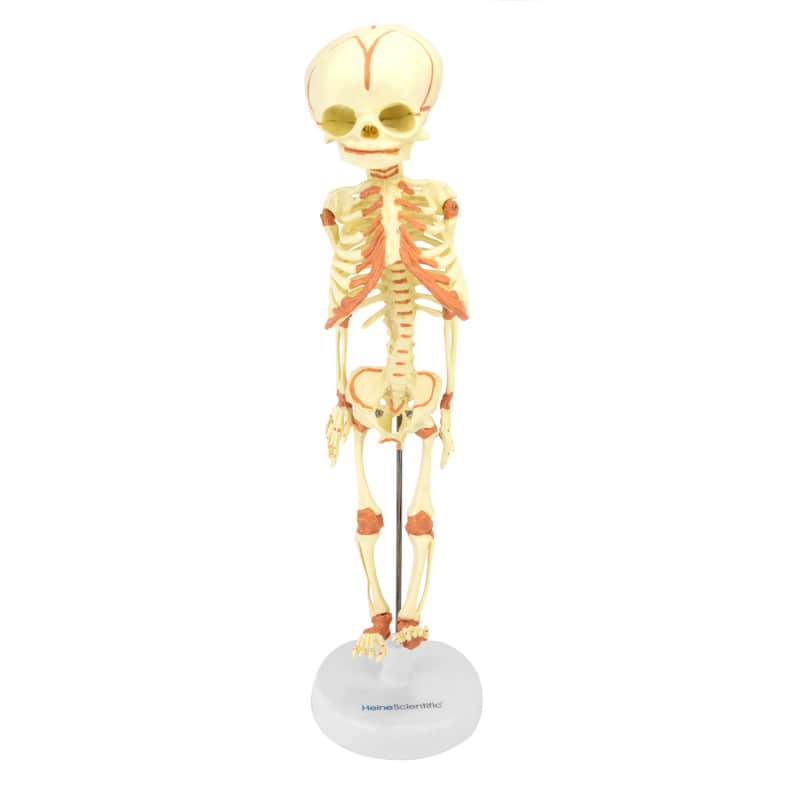 Foetus Skeleton Medvana UK