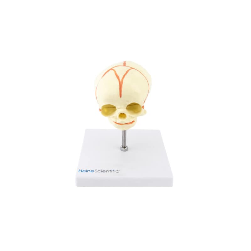 Foetus Skull Model Medvana UK
