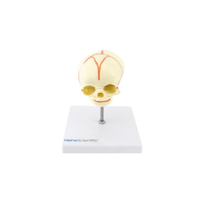 Foetus Skull Model Medvana UK