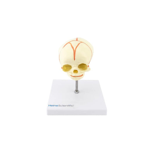 Foetus Skull Model Medvana UK