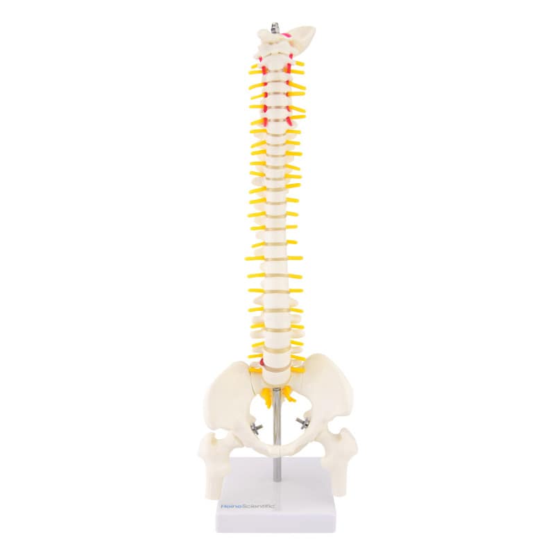 Miniature Spinal Column Medvana UK