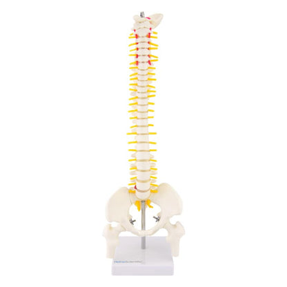 Miniature Spinal Column Medvana UK