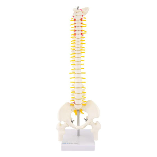 Miniature Spinal Column Medvana UK