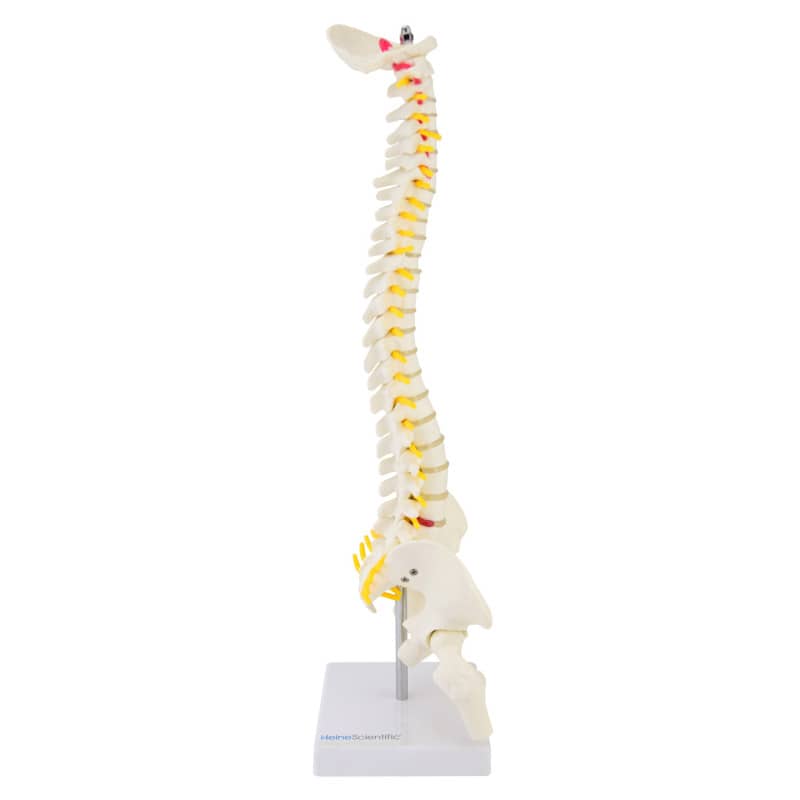 Miniature Spinal Column Medvana UK