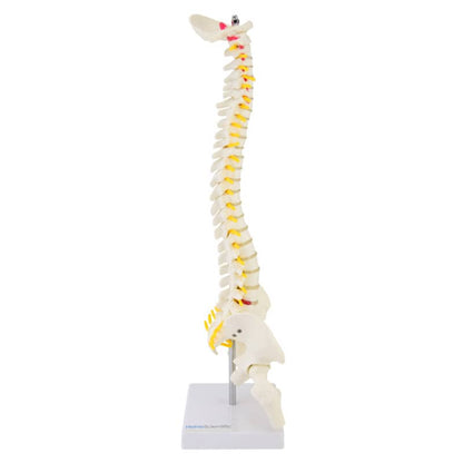 Miniature Spinal Column Medvana UK