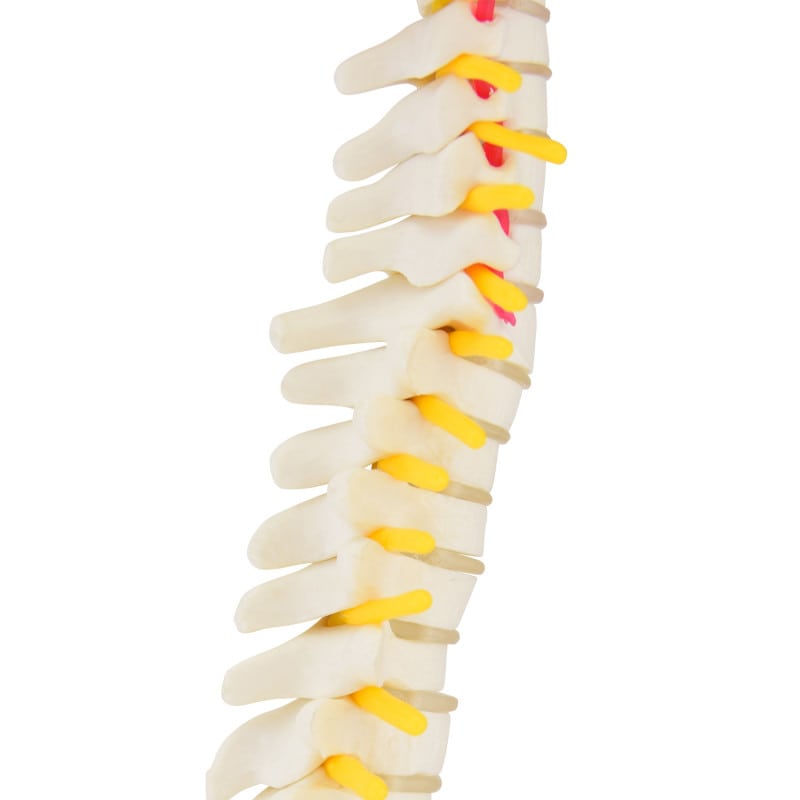 Miniature Spinal Column Medvana UK