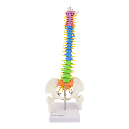 Didactic Miniature Spinal Column Medvana UK