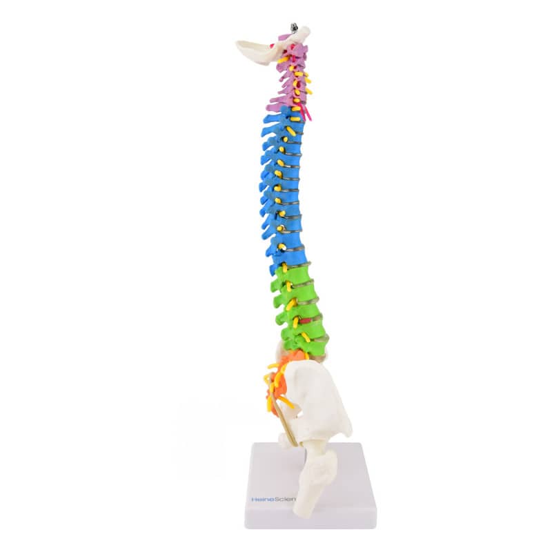 Didactic Miniature Spinal Column Medvana UK