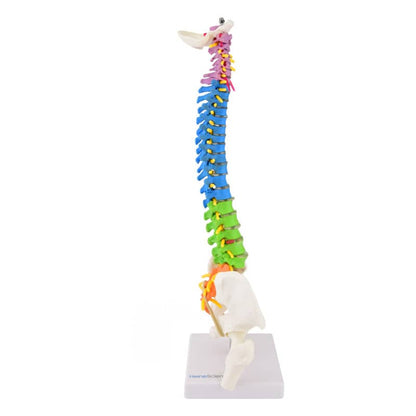 Didactic Miniature Spinal Column Medvana UK