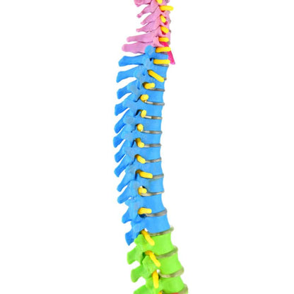 Didactic Miniature Spinal Column Medvana UK