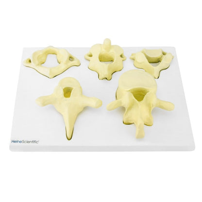 Model of Vertebrae Types Medvana UK