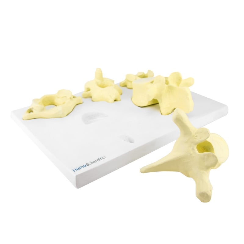 Model of Vertebrae Types Medvana UK