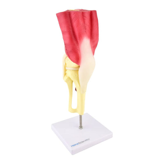 Knee Model Medvana UK