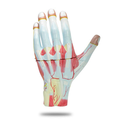 Three-Part Hand Model Medvana UK
