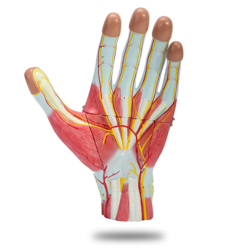 Three-Part Hand Model Medvana UK