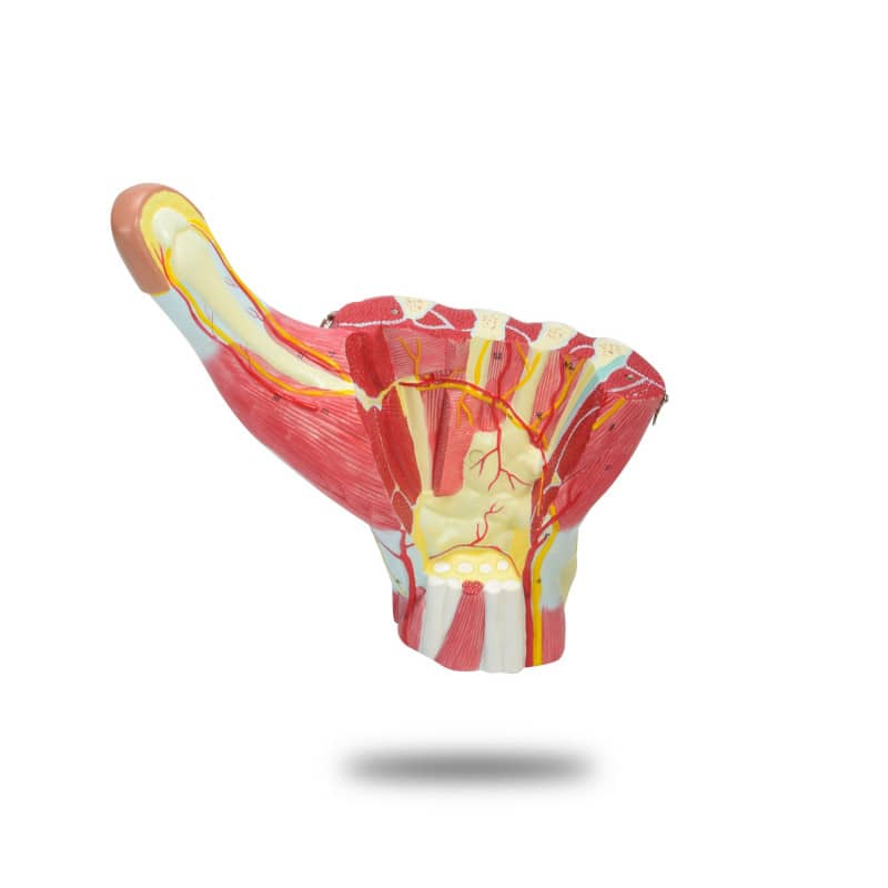 Three-Part Hand Model Medvana UK