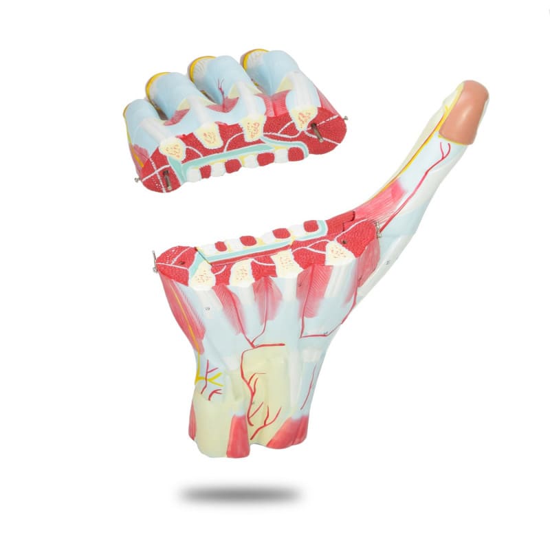 Three-Part Hand Model Medvana UK