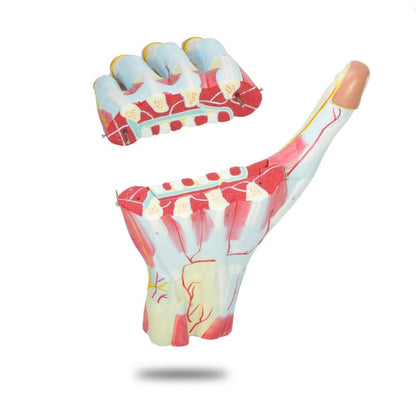 Three-Part Hand Model Medvana UK