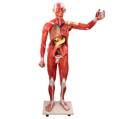 Disassemblable Human Body Model Medvana UK