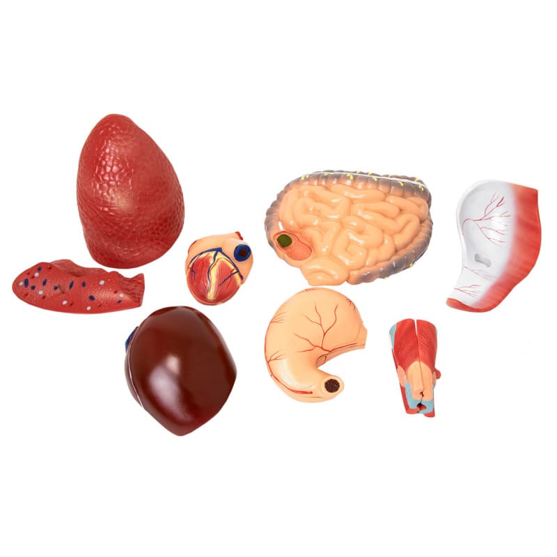 Disassemblable Human Body Model Medvana UK