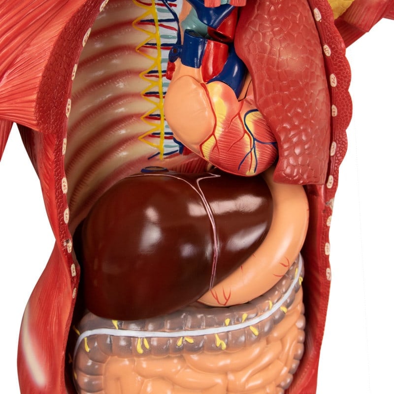 Disassemblable Human Body Model Medvana UK