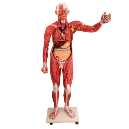Disassemblable Human Body Model Medvana UK