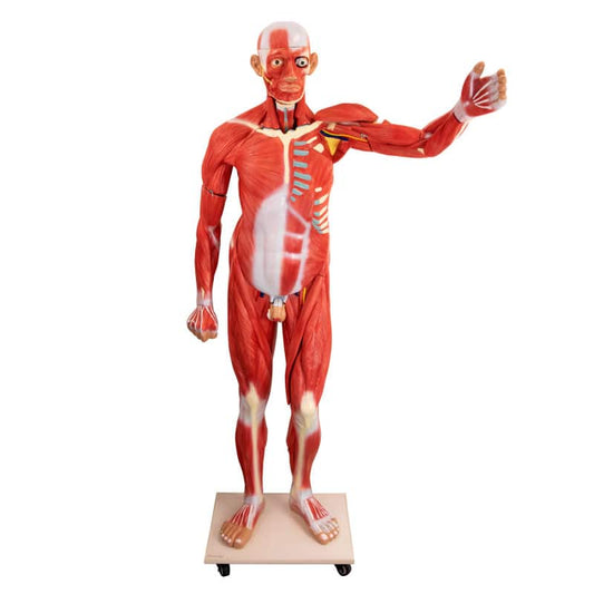 Disassemblable Human Body Model Medvana UK